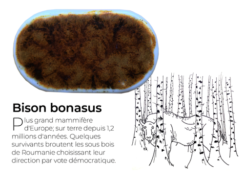 BisonDetail