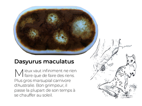 DasyurusDetail