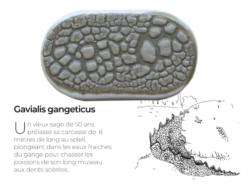 GavialisDetail