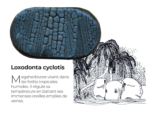 Loxodontadetail